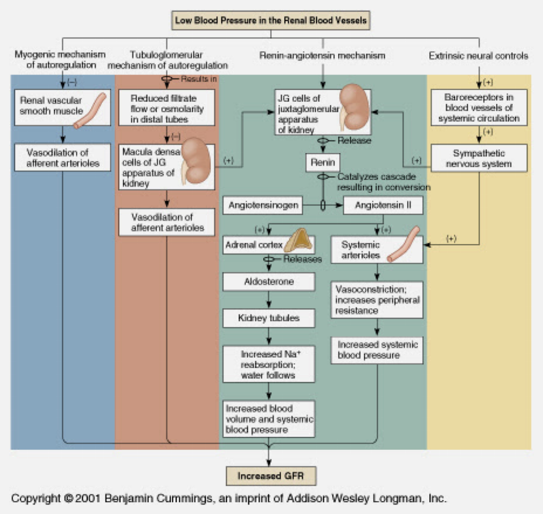 <p><strong>regulation of GFR</strong></p><p>-GFR maintained by</p>