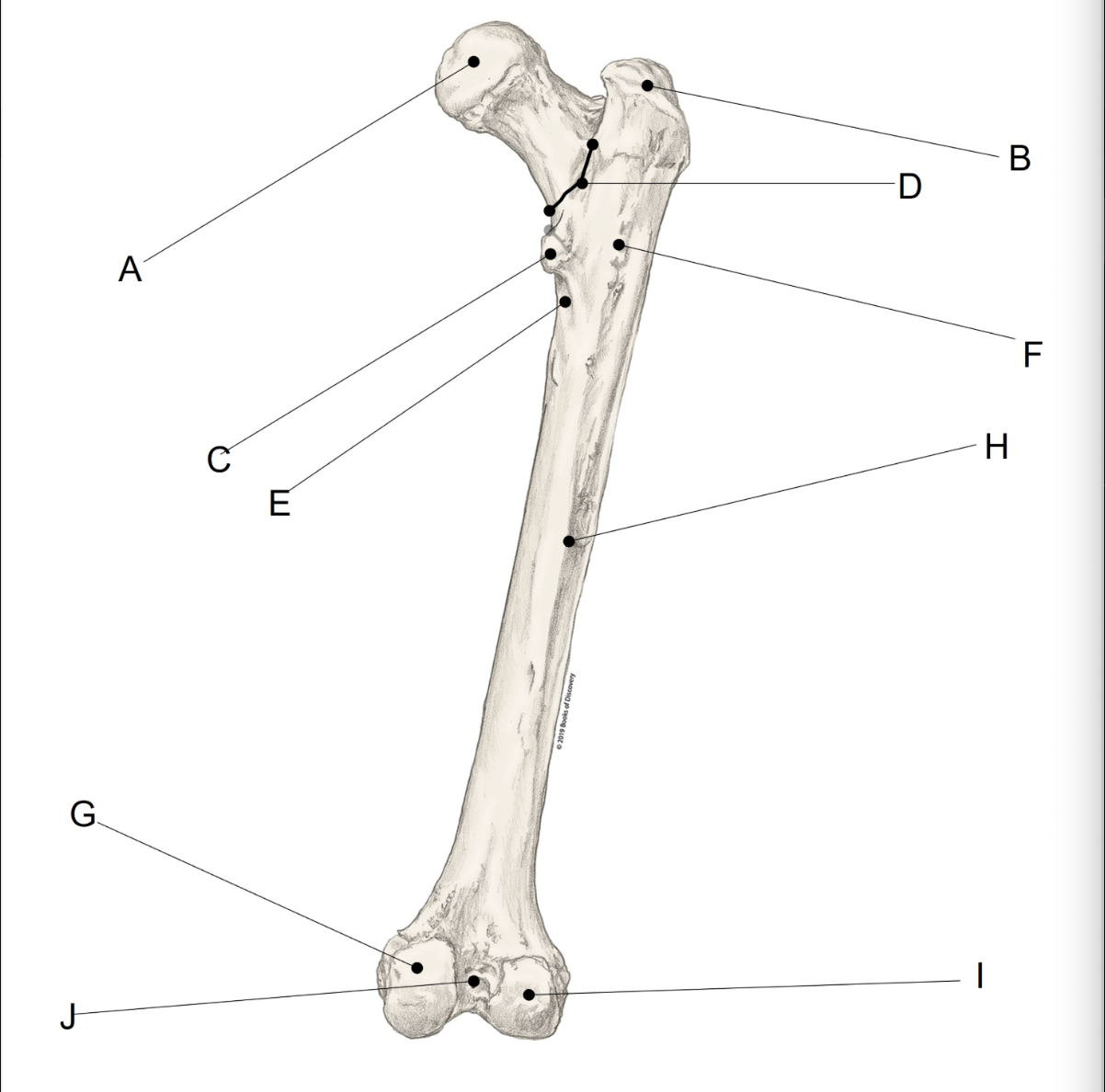 <p><span>BONE.   Match the LETTER (A-J) with the anatomical structure it is labelling. &nbsp;There is NO partial credit.</span></p>