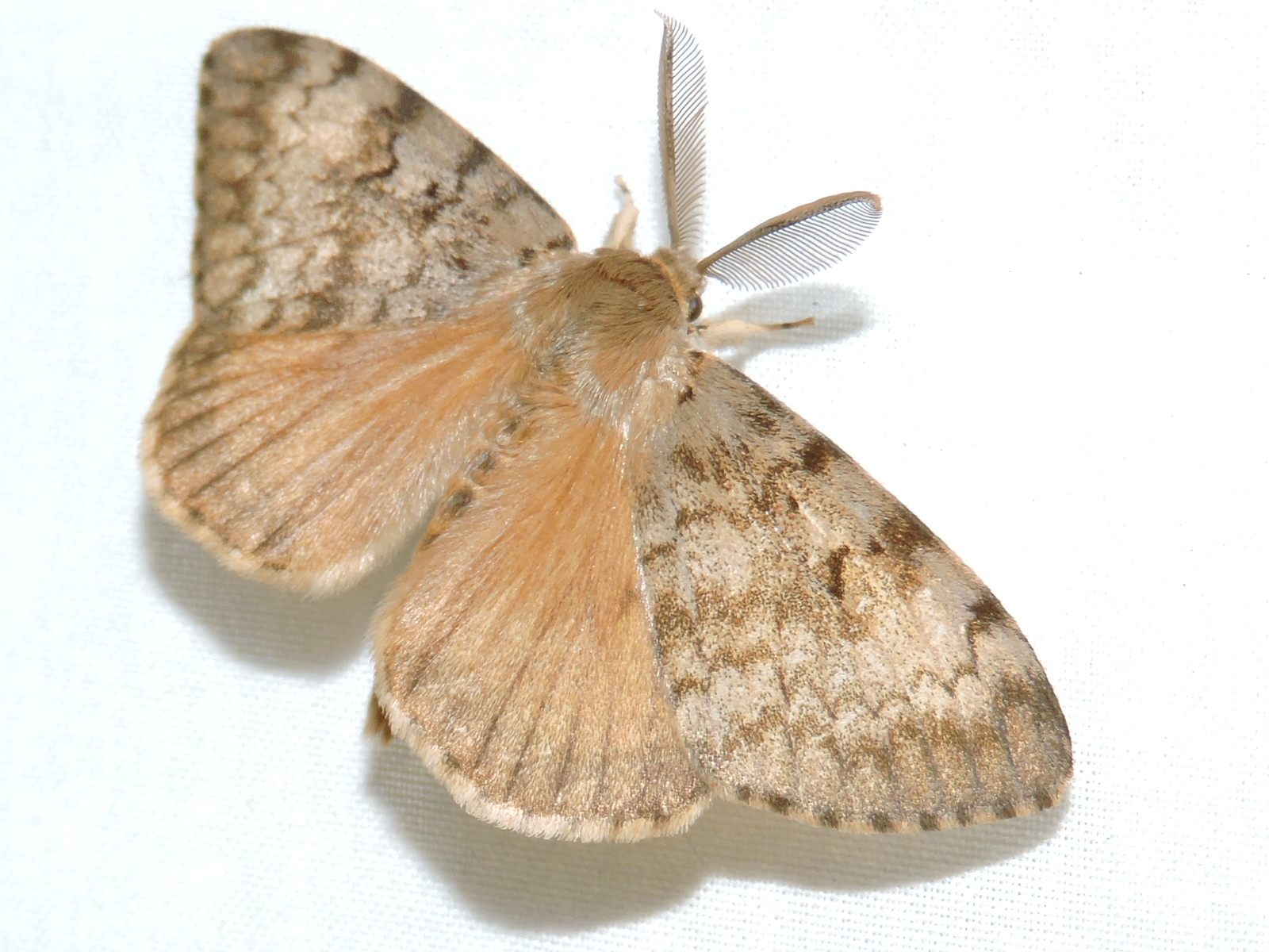 <p>rad:</p><p>druh:</p>