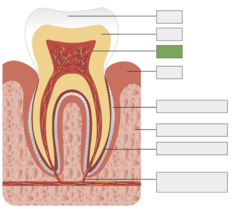 <p>In the center of the tooth, the highly vascular area full of blood vessels and nerves</p>