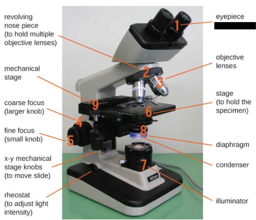 <p><span style="background-color: transparent;">Lens that typically magnifies images 10 times, usually located on the eyepiece</span></p>