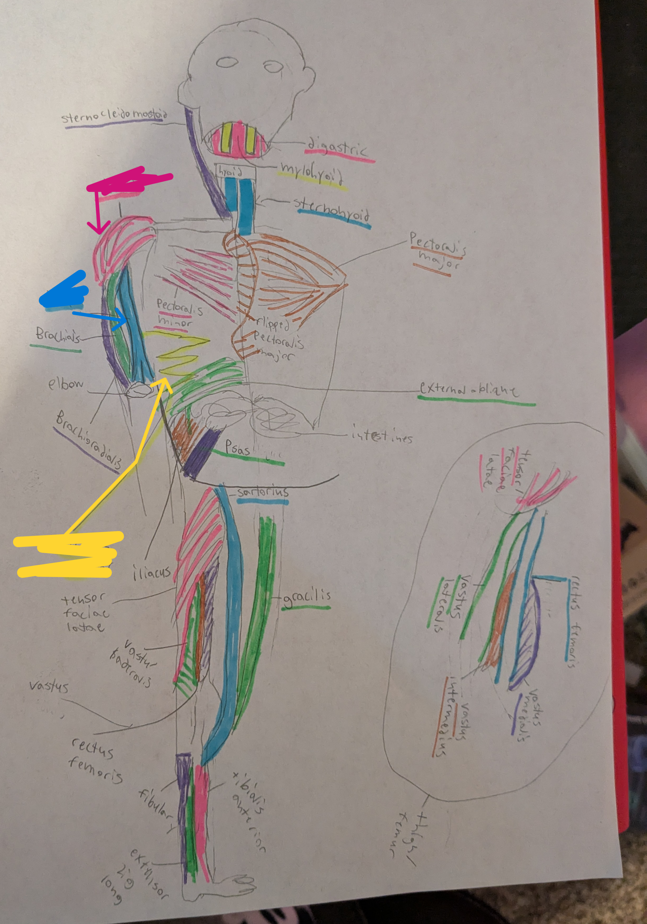 <ul><li><p>pink= deltoid</p></li><li><p>blue= biceps</p></li><li><p>yellow= serratus anterior</p></li></ul><p></p>