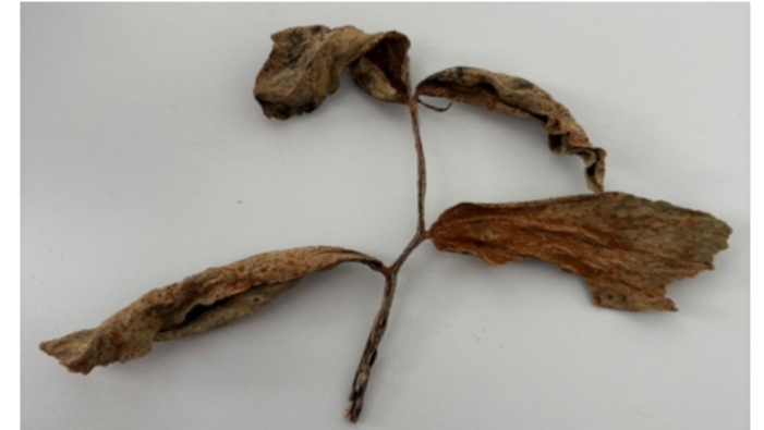 <p>Uromyces appendiculatos - fižolova rja (rod Uromyces) </p>