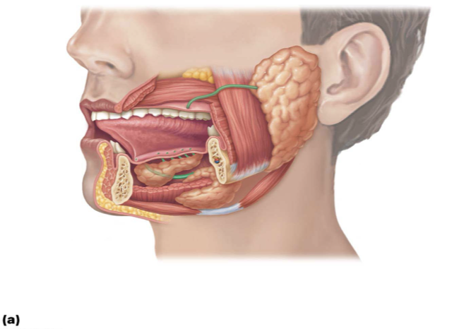 <ol><li><p><span>anterior to ear and external to masseter muscle</span></p></li><li><p><span>Parotid duct opens into oral vestibule next to second upper molar</span></p></li></ol><p></p>