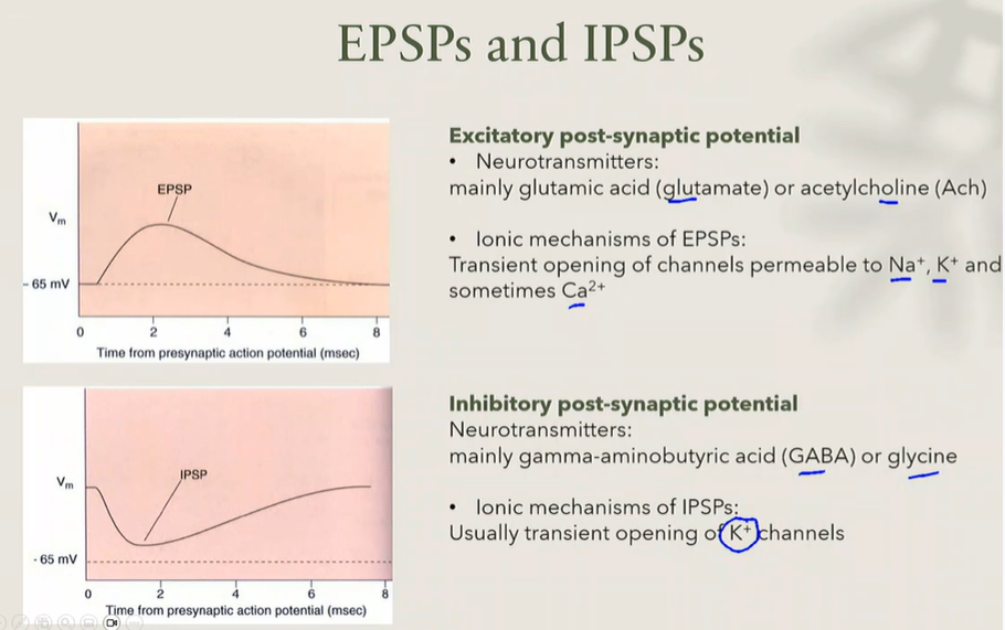 <ul><li><p>produce excitatory synapses</p></li><li><p>effect:</p><ul><li><p>depolarisation</p></li><li><p>membrane becomes less negative</p></li><li><p>neuron moves closer to threshold</p></li></ul></li><li><p>main neurotransmitters:</p><ul><li><p>glutamate → most common excitatory neurotransmitter in the CNS</p></li><li><p>acetylcholine (ACh) → also excitatory in many situations</p></li></ul></li><li><p>ionic mechanism:</p><ul><li><p>EPSPs occur when channels open that allow:</p><ul><li><p>Na+ entry</p></li><li><p>K+ movement</p></li><li><p>sometimes Ca2+ entry</p></li></ul></li><li><p>result:</p><ul><li><p>positive charge enters cell → depolarisation → EPSP</p></li></ul></li></ul></li></ul><p></p>