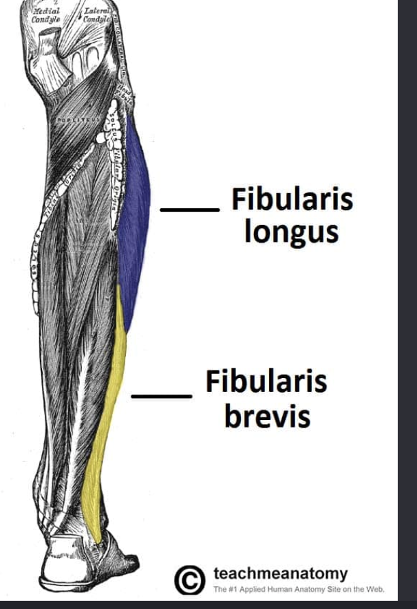 <p>Actions- foot eversion, plantar flexion of the ankle</p><p>Functional Groups-</p><ul><li><p>Synergists- fibularis brevis, fibularis tertius</p></li><li><p>Antagonists- tibialis anterior, tibialis posterior</p></li></ul><p></p>