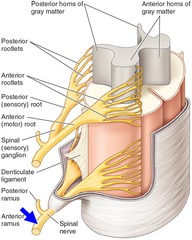 <p>Anterior ramus, as shown in the image, consist of</p>