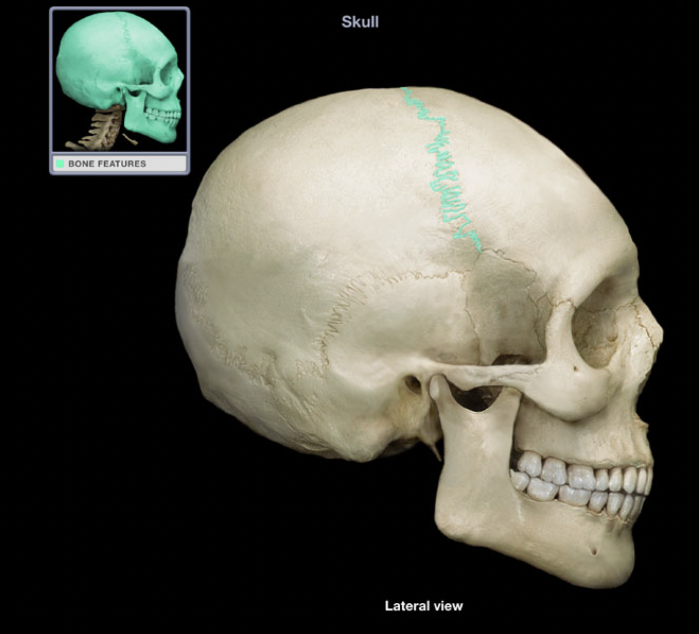 knowt flashcard image
