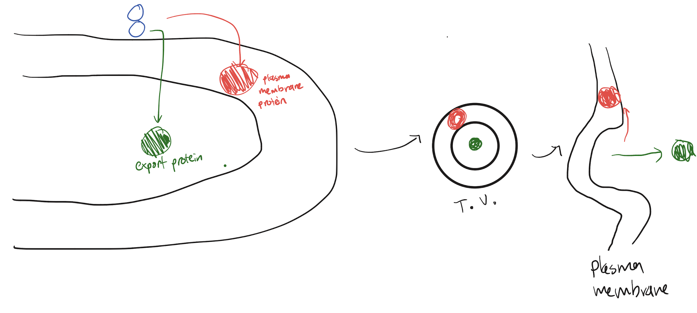 <p>Export protein: has ER creation signal as it is needs to be matured in the ER. No movement signals as transport vesicles will exocytose them after modification, so it is directly fed into the ER lumen to mature </p><p>Plasma membrane protein: has ER creation signal as it is needs to be matured in the ER. Has a plasma membrane localization signal, and so is placed into ER membrane instead of entering ER lumen. Transport vesicle, upon exocytosis, will push its phospholipid membrane (and thus the membrane protein) into the plasma membrane</p>