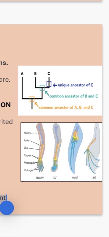 <ol><li><p>What is a species?</p></li></ol><p>Info:These include physiology (the way they look) and behaviour.</p><p><strong>Types of classification</strong></p><p><strong>Artificial classification:</strong></p><ol start="2"><li><p>What is artificial classification?</p></li></ol><p>• This way of classifying organisms is based on organisms having features which have the same function, not the same evolutionary origin. E.g. butterfly and bird wings</p><p><strong>Phylogenetic classification:</strong></p><p>-Keyword: PHYLOGENY: is the study of the evolutionary history of a group of organisms.</p><p>Info: All organisms have evolved from shared common ancestors.</p><p>-Keyword: Phylogenetics: tells us who is related to whom and how closely related they are</p><ol start="3"><li><p>What is phylogenetic classification?</p></li></ol><p>Info:•Classifies species using shared features of organisms which they have inherited from their ancestors.</p><p>•This Arranges the groups into a HIERARCHY- GROUPS CONTAINED WITHIN LARGER GROUPS WITH NO OVERLAP.</p><p>•BASED ON HOMOLOGOUS CHARACTERISTICS(traits shared by different species that are inherited from a common ancestor)</p><p>which have similar …4? origins regardless of their functions. •Eg a humans arm, bird wing and front horse leg - all have same basic structure and therefore evolutionary origin even though they have different functions</p><p>•The forelimbs of all …8? have the same basic …5? structure</p><p></p><p>•Homologous structures are structures that are similar in related organisms because they were inherited from a ..6? ancestor. The …7? of all mammals have the same basic bone structure. </p><ol start="9"><li><p>What are analogous structures?</p></li></ol><p></p>