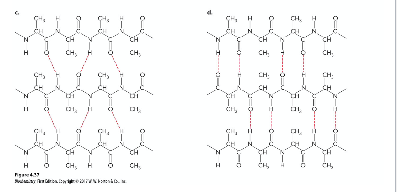 <p>Antiparallel — the hydrogen bonding aligns linearly</p>