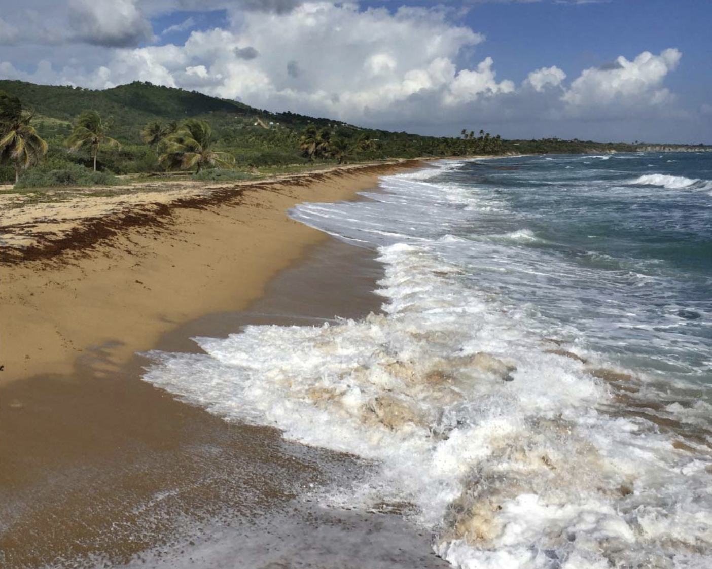 <p>Oceanic currents transport sand along the coastline which washes back and forth in the surf, so it becomes well sorted (waves winnow out silt and mud) and well rounded, and because of the back-and-forth movement of ocean water over the sand, the sand surface may become rippled </p><ul><li><p>well-sorted, medium-grained sandstone, perhaps with ripple marks, you may be looking at the remnants of a beach environment</p></li></ul><p></p>