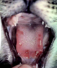 <p>Is this more typical of *upper or lower* feline respiratory infection?</p>