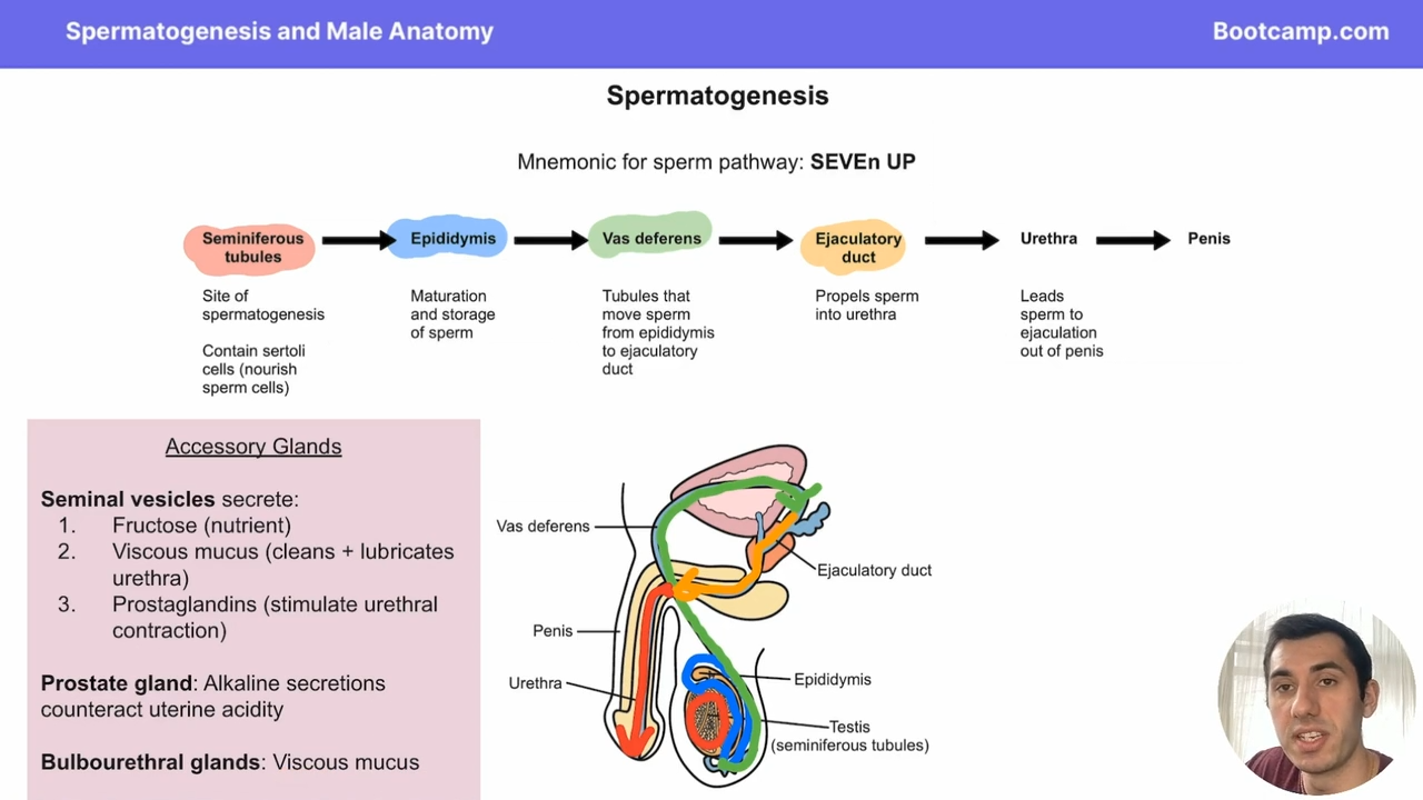<p>mnemonic for sperm travel in ejaculation </p><p>Seminifferous tibules</p><p>Epididymus</p><p>Vas Deferens</p><p>Ejaculatory duct </p><p>n</p><p>Urethera </p><p>Penis </p>