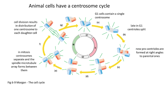 <p>in animals:</p><ul><li><p>during the S phase, the pair of centrioles (perpendicular to each other) self-replicate to form two pairs of daughter centrioles</p></li><li><p>they begin to produce spindle fibres</p></li><li><p>during prophase they begin to move to the poles by pushing away from each other using antiparallel spindles (plus ends together)</p></li><li><p>following mitosis, one centrosome (pair of centrioles) is distributed in either daughter cell</p></li></ul><p></p>