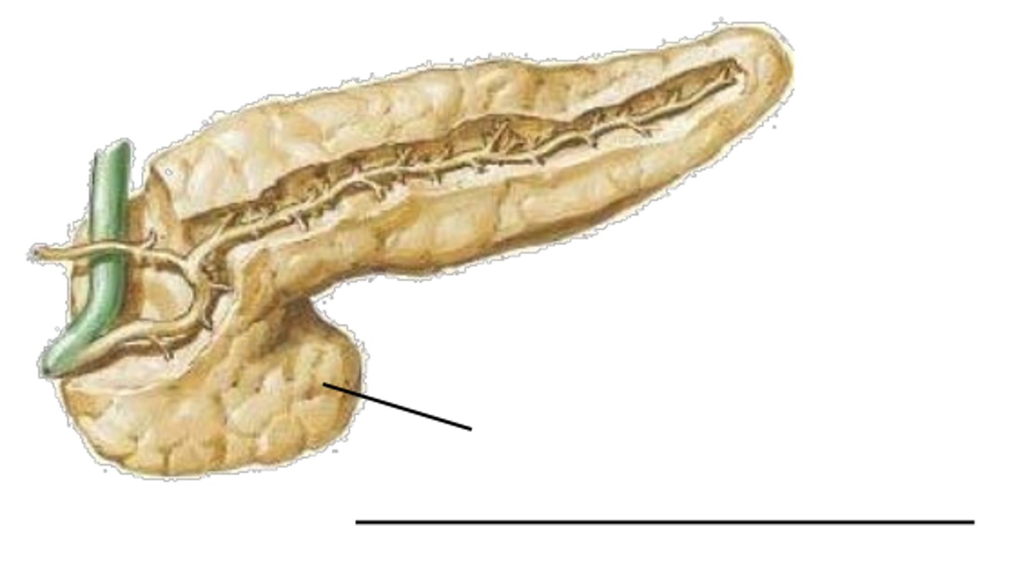 <p>small projection from the lower part of head of pancreas - portal v. found directly posterior as it travels to the liver</p><p>very common place for pancreatic tumors --> puts pressure on portal v. and shuts down digestion</p>