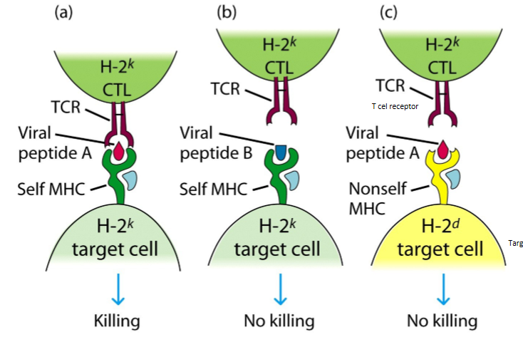 <ol><li><p>situatie 1</p><ol><li><p>TCR</p></li><li><p>eigen MHC</p></li><li><p>viraal peptide A</p></li><li><p>→ doden</p></li></ol></li></ol><p></p><ol start="2"><li><p>situatie 2</p><ol><li><p>TCR</p></li><li><p>eigen MHC</p></li><li><p>viraal peptide B</p></li><li><p>→ niet doden</p></li></ol></li></ol><p></p><ol start="3"><li><p>situatie 3:</p><ol><li><p>TCR</p></li><li><p>niet-eigen MHC</p></li><li><p>viraal peptide A</p></li><li><p>→ niet doden</p></li></ol></li></ol><p>→ hebben TCR, eigen MHC, én antigen waartegen TCR gericht is nodig voor herkennen van vreemde epitopen</p>