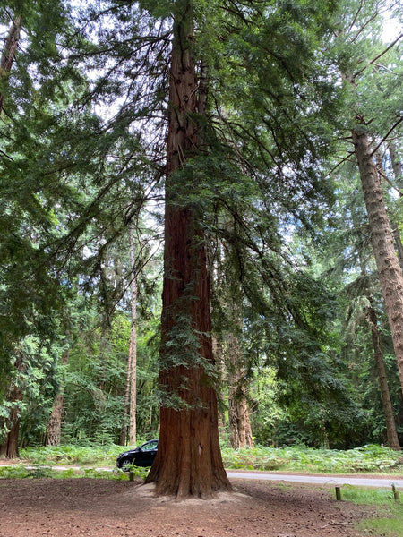 <p>Coast Redwood</p>