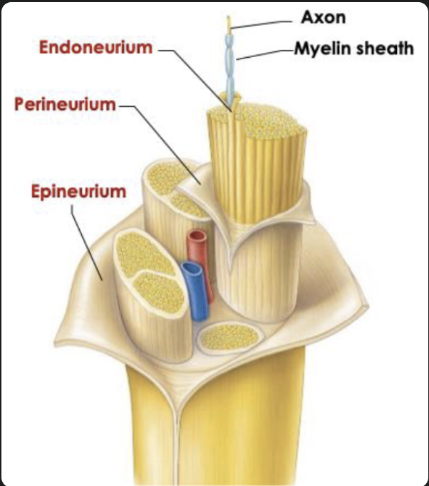 <p>It is a bundle of axons (these are composed of dendrites, axon hill, cell body, axon and myelin sheath)</p><p></p><p><strong>Peripheral nerve structure</strong></p><ul><li><p><strong>Endoneurium</strong>: around each axon</p></li><li><p><strong>Perineurium</strong>: around bundles of axons</p></li><li><p><strong>Epineurium</strong>: outer covering of whole nerve</p></li></ul><p></p>