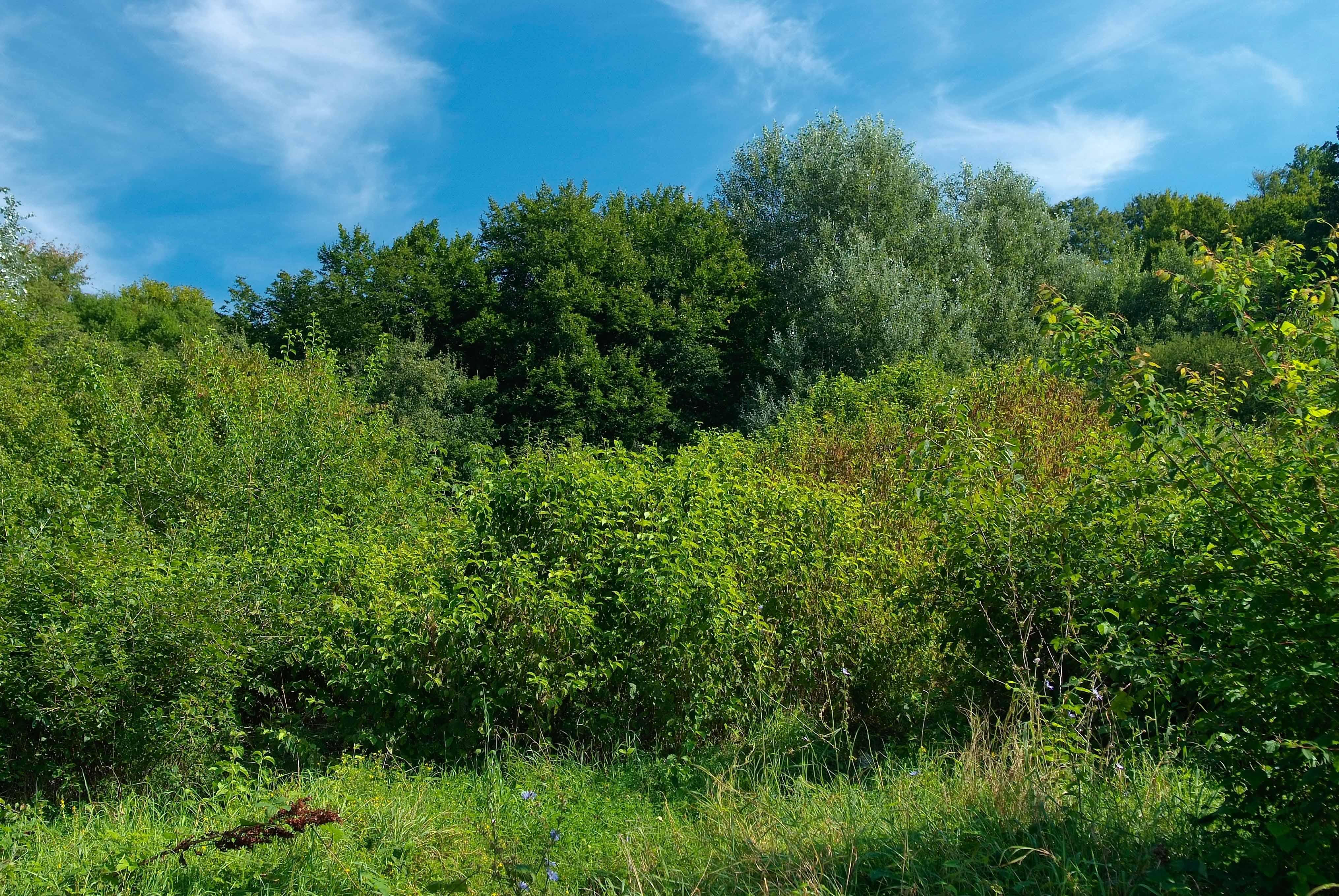 <p>Klasa <strong>RHAMNO-PRUNETEA</strong></p>