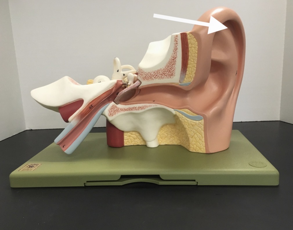 <p><span>name the specific structure at the end of the arrow's point.</span></p>