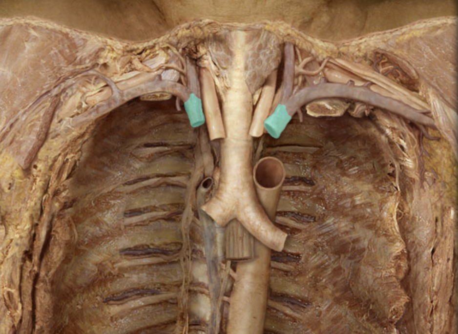<p>Identify the feature of the superior vena cava</p>
