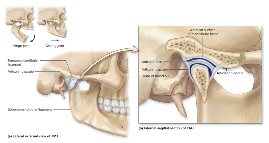<p>articulation between head of mandible and temporal bone </p>