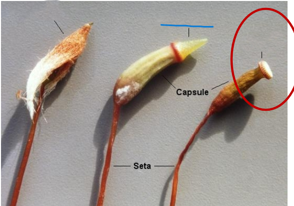<p>Name the indicated section of the capsule</p>