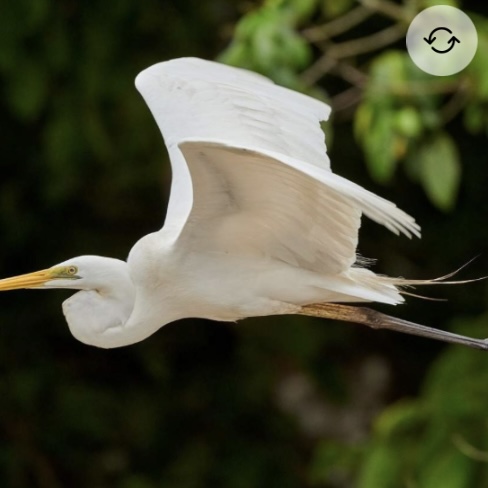 <p>Great egret</p>