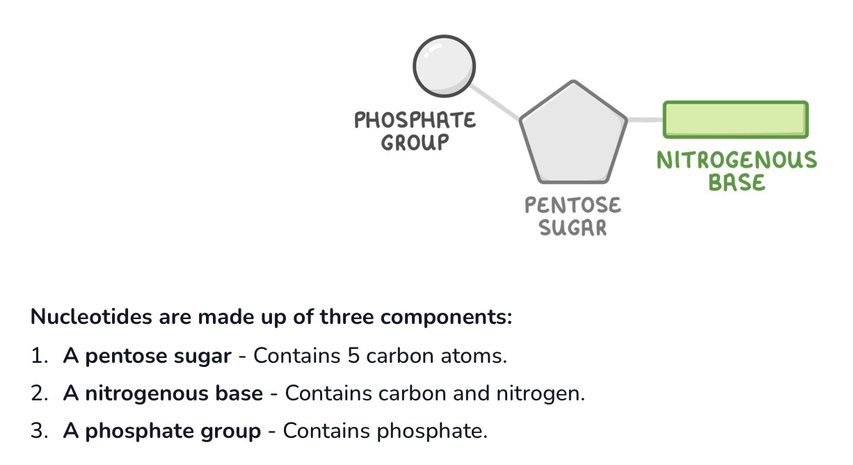 <p>A phosphate group, a pentose sugar, and a nitrogenous base.</p>