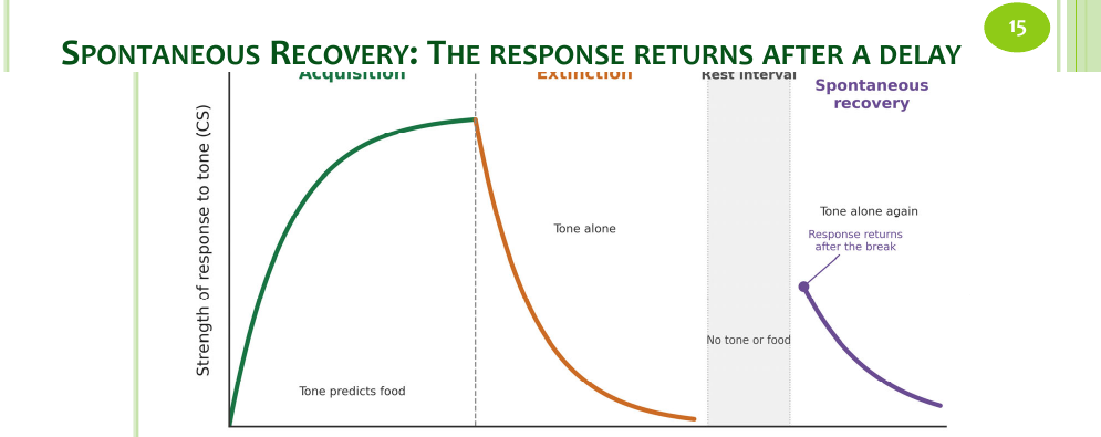 <p>What is spontaneous recovery?</p>