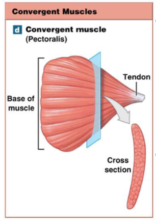 <p>Which muscle type has a varying direction of tension and is weaker than parallel muscle cells?</p>