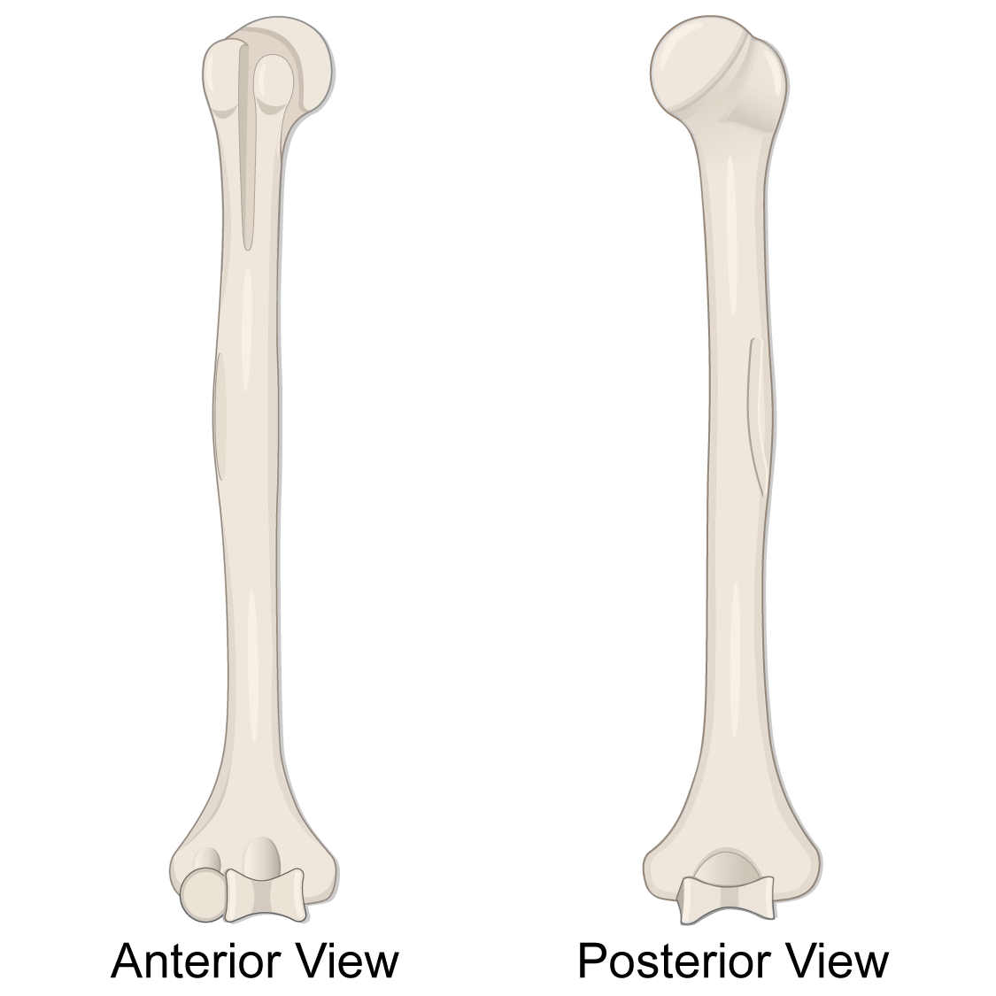 <p>Humerus bone </p>