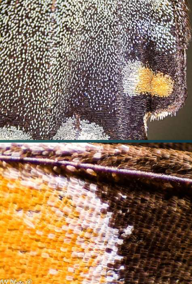 <p>identify the subphylum and name</p>