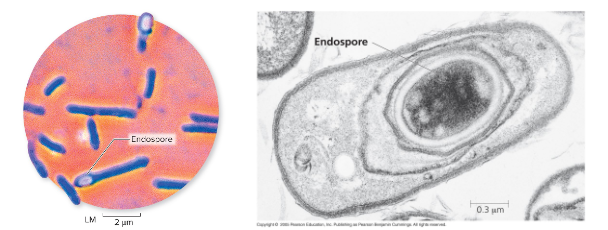 <p>metabolically inactive resting cells</p><ul><li><p>produced when nutrients are depleted</p></li><li><p>resistant to desiccation, heat, chemicals, and radiation</p></li><li><p>last from years to 1000’s of years</p></li><li><p>produced by bacillus and clostridium</p></li></ul><p></p>