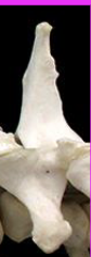 <p>CX?</p>