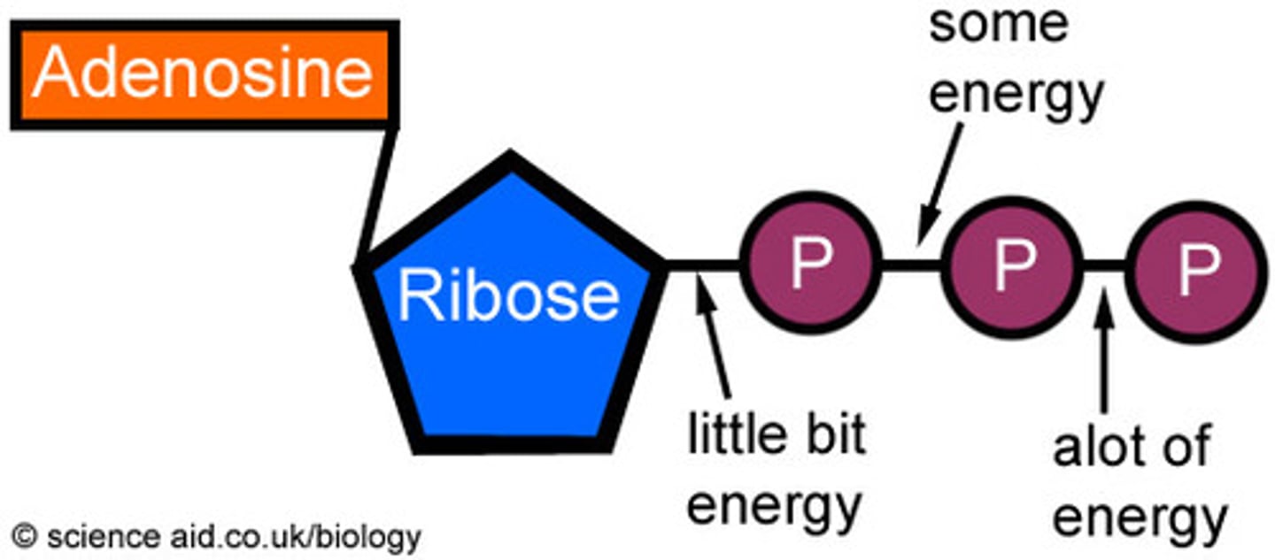 <p>(adenosine triphosphate) main energy source that cells use for most of their work</p>
