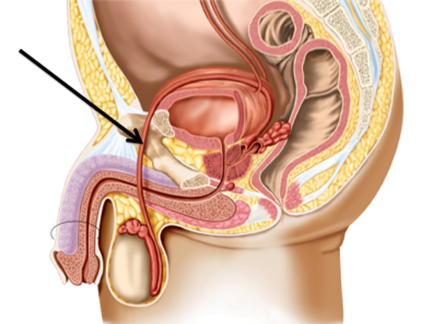 <p>the duct that conveys sperm from the testicle to the urethra</p>