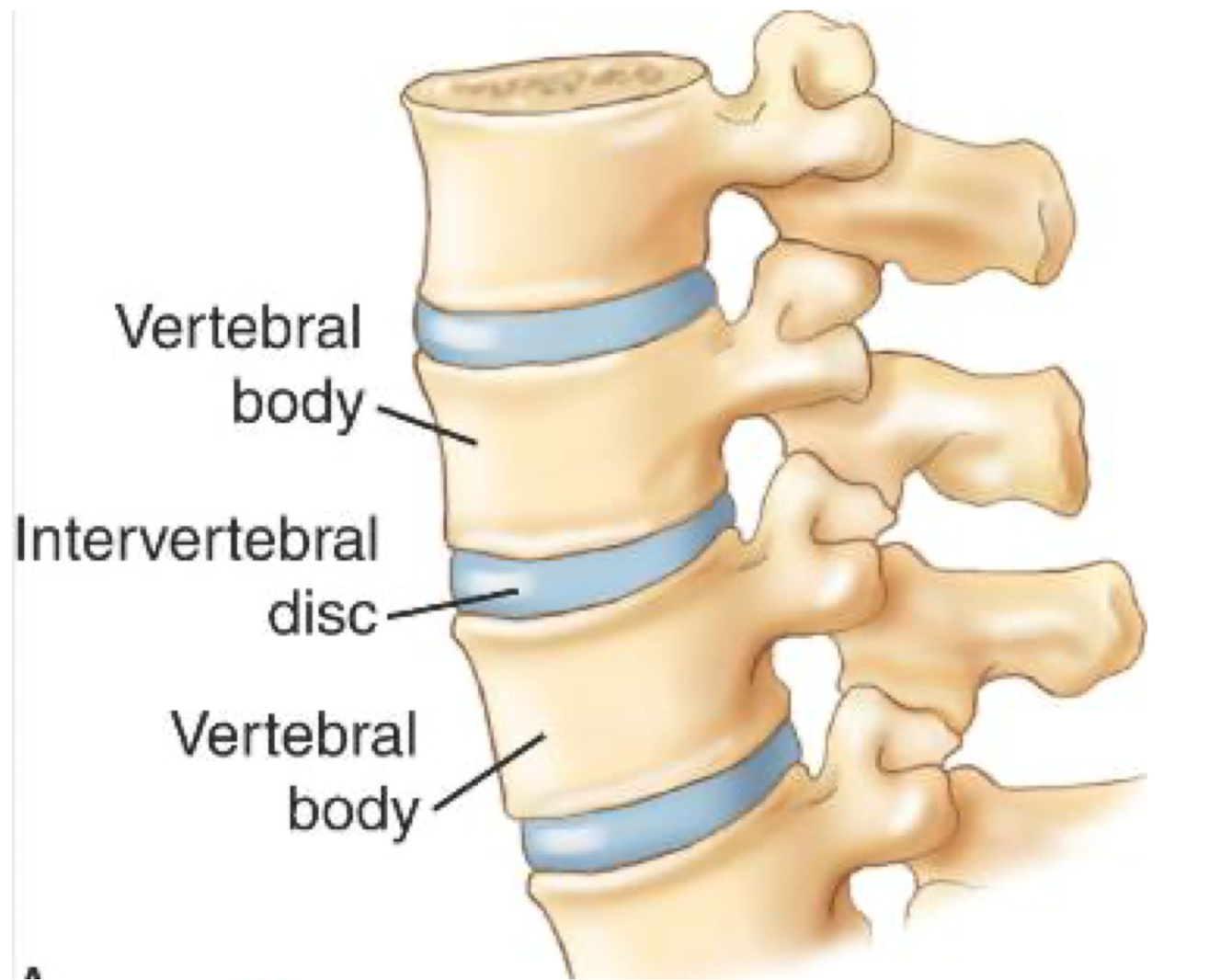 <p><strong>Where are intervertebral discs found?</strong></p>