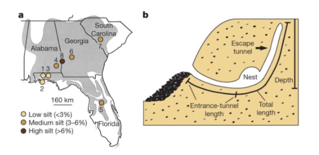 <p>a. general territory of the beach mouse (P. polionotus) and soil sample locations and compositions</p><p>b. general structure of P. polionotus burrow. shows the parts that were measured (entrance length and depth)</p>