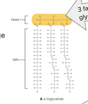 <p>an energy-rich compound made up of a single molecule of glycerol and three molecules of fatty acid; used primarily for long-term energy storage</p>