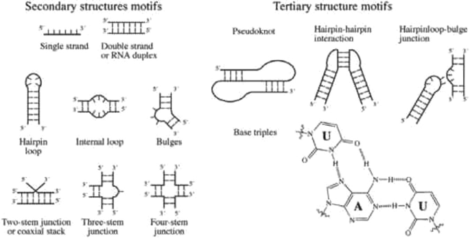 <p>complementary base pairing from nucleotides located far apart from each other in the primary sequence (ex: pseudoknots)</p>