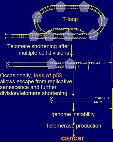 <p>occasional loss of p53 can allow escape from replicative senescence &amp; further division/ telomere shortening </p><p>eventually too much telomere lost that sheltering can’t bind</p><p>DNA repair mechanisms act on chromosome ends to generate chromosome fusions</p><p>(fusion of sister chromatids ends by NHEJ then random break in mitotic spindle fibres) genome instability-> possibly leads to oncogenic mutations</p><p>tiny number of cells may activate telomerase production= become immortal cancer cells (even though almost all cells die)</p>