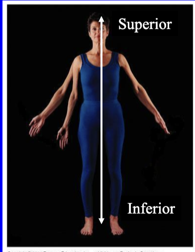<p>Superior is up towards the head (like forehead is superior to nose) </p><p></p><p>Inferior is down to the toes (nose is inferior to to forehead) </p>