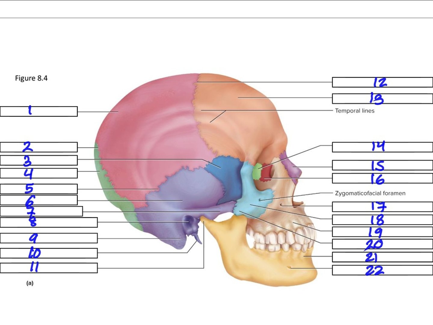 <p>11</p>