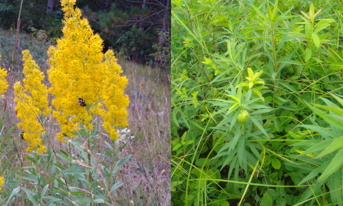 <p><em>Solidago spp.</em></p>