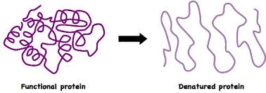 <p>The shape of the protein changes</p><ul><li><p>the protein unfolds</p></li><li><p>prevents enzyme from working properly (thereby stopping the part of metabolism related to that enzyme)</p></li><li><p>can lead to cell death</p></li></ul><p></p>