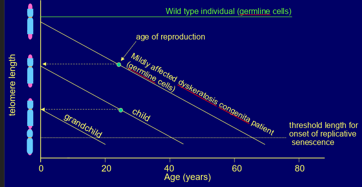 <p>dyskeratosis congenita- symptoms such as bone marrow failure, pulmonary fibrosis, liver cirrhosis, increased risk of some cancers</p><p>shows anticipation (gets worse in each successive generation) as chromosomes become progressively shorter</p><p>believed to arise from replicative senescence of stem cells(e.g. in bone marrow) leading to organ failure)</p>