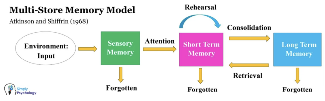 <p><strong><mark data-color="rgba(0, 0, 0, 0)" style="background-color: rgba(0, 0, 0, 0); color: inherit;">Describes memory as a linear process involving three distinct, sequential stores: the sensory register, short-term memory (STM), and long-term memory (LTM)</mark></strong><span>.</span></p>