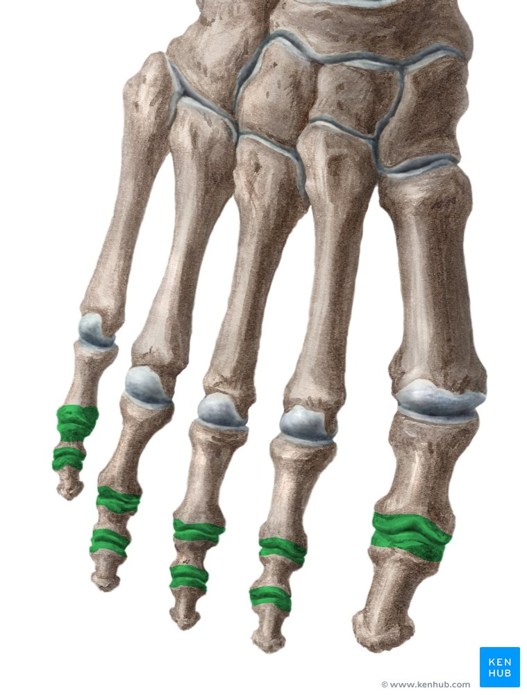 <p>What Joint?</p>